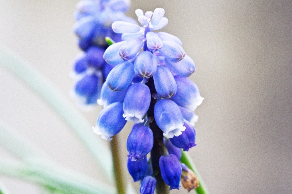 Jacinto-das-searas, Muscari