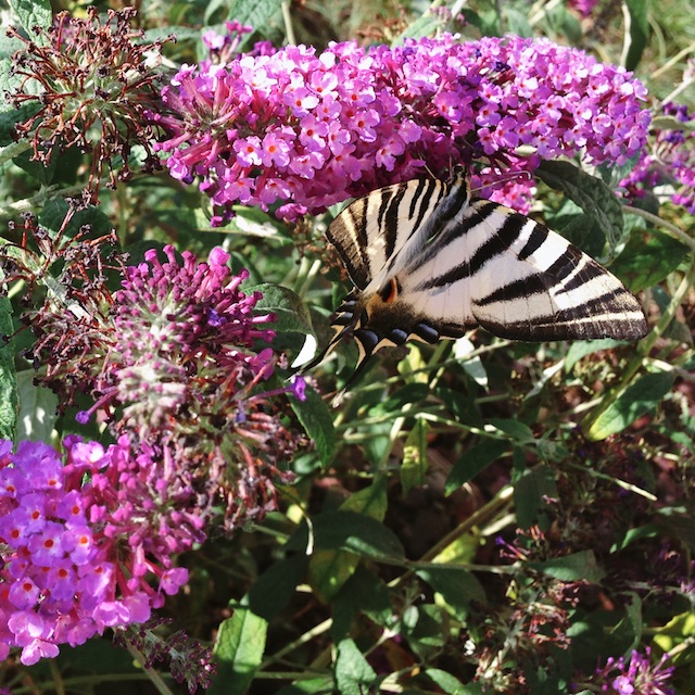 Buddleja davidii