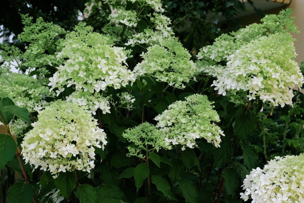 Hydrangea paniculata 'Phantom'