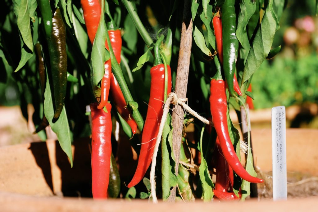 Capsicum annuum 'Ring Of Fire'.