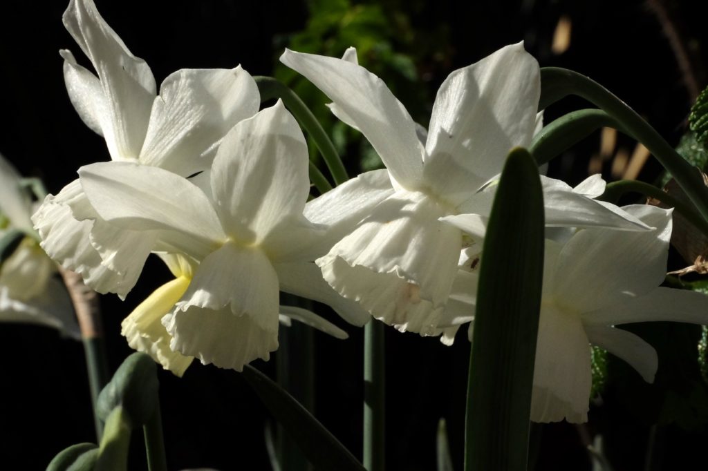 Narciso 'Thalia'