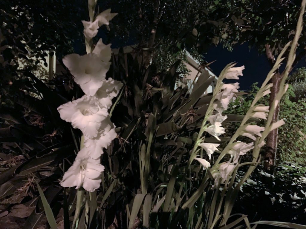 Gladíolo 'White friendship'